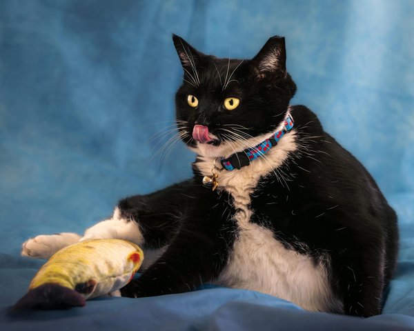 How can you create a deliciously flaky Bakewell tart?